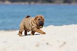 SHAR-PEI 154